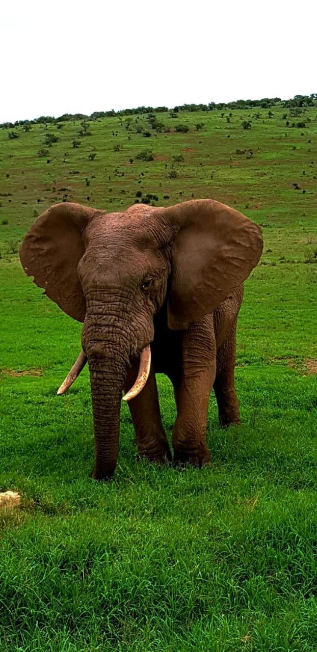 Kirkwood Umlambo River Lodge المظهر الخارجي الصورة